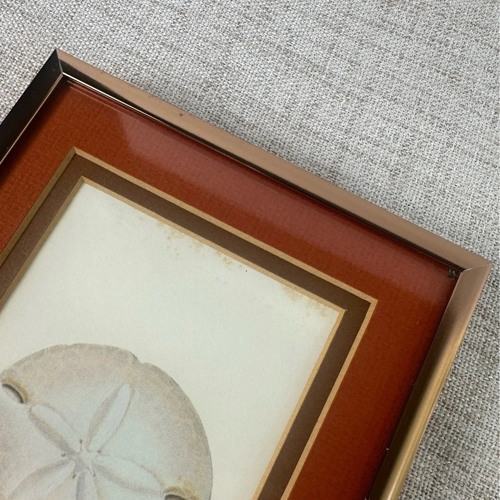 Vintage Framed Sand Dollar Signed Numbered Print Echinarachnius Parma Coastal